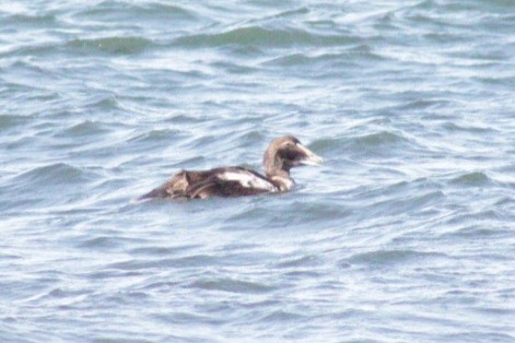 Common Eider (Dresser's) - Samuel Harris