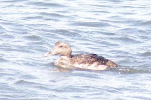 Common Eider (Dresser's) - ML609767212