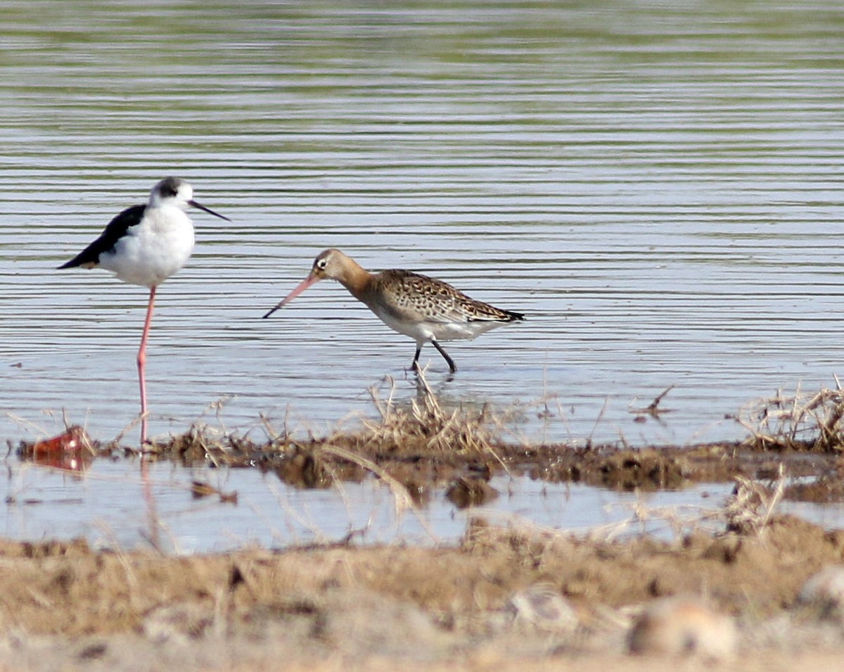 Black-tailed Godwit - Miguel García