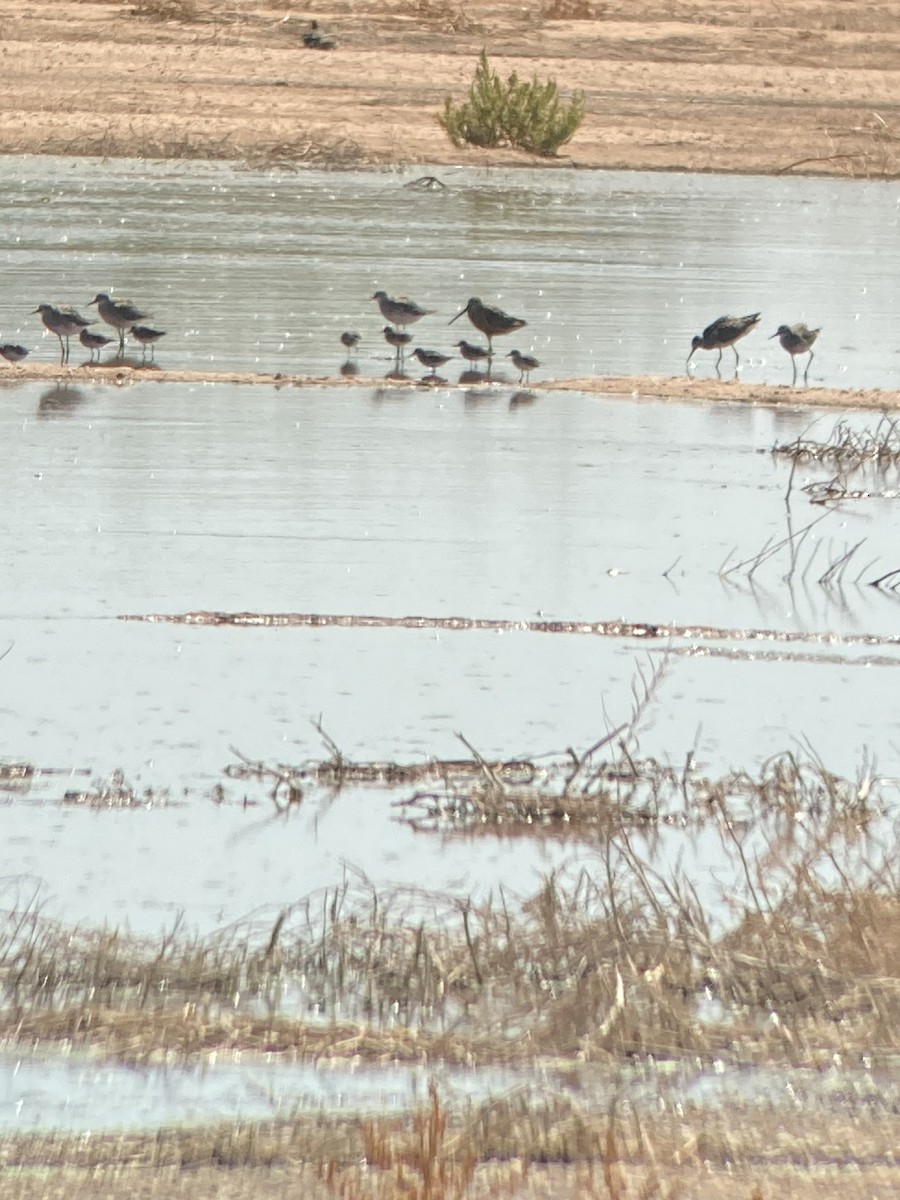 Short-billed Dowitcher - ML609767273