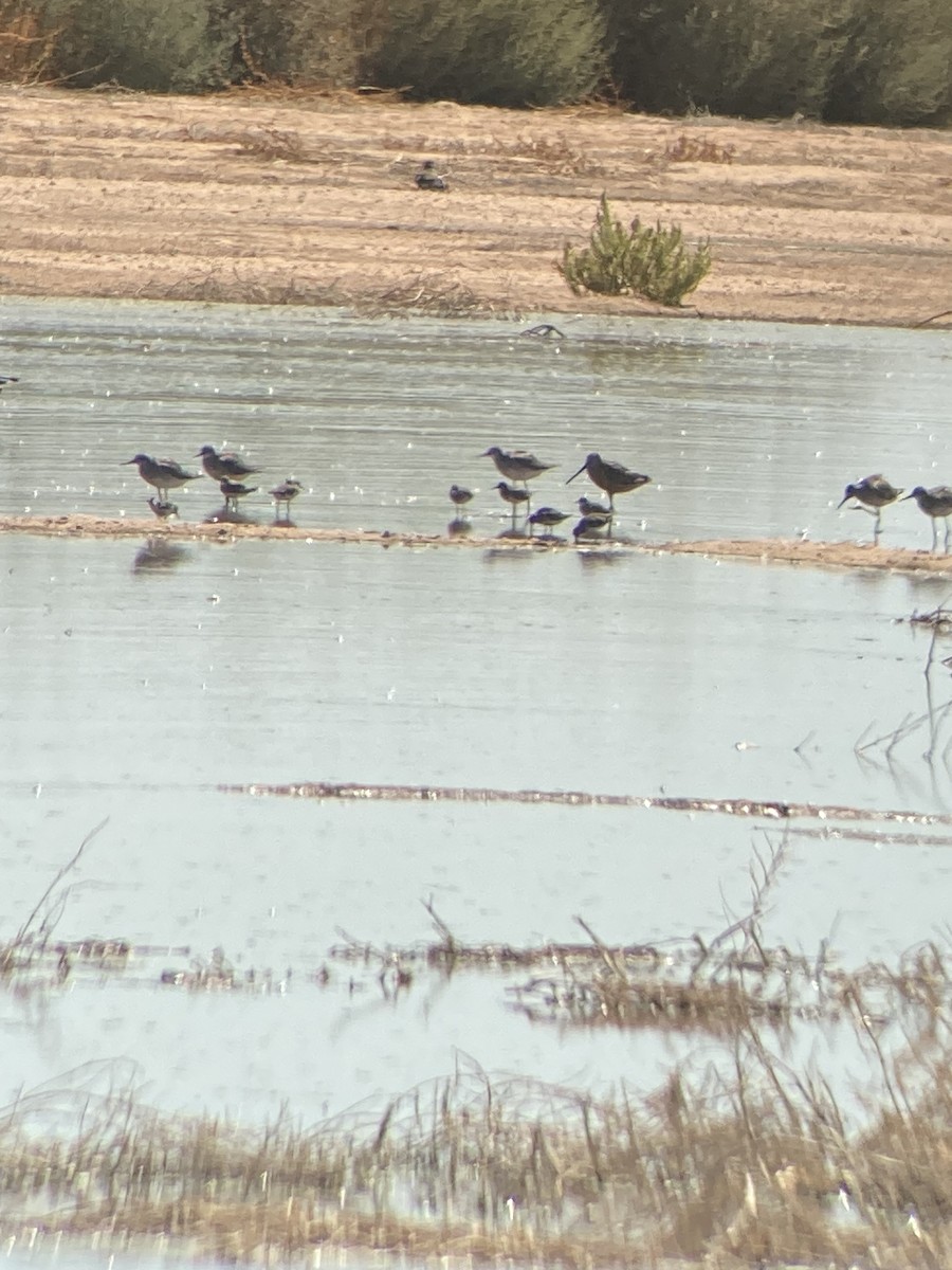 Short-billed Dowitcher - ML609767277