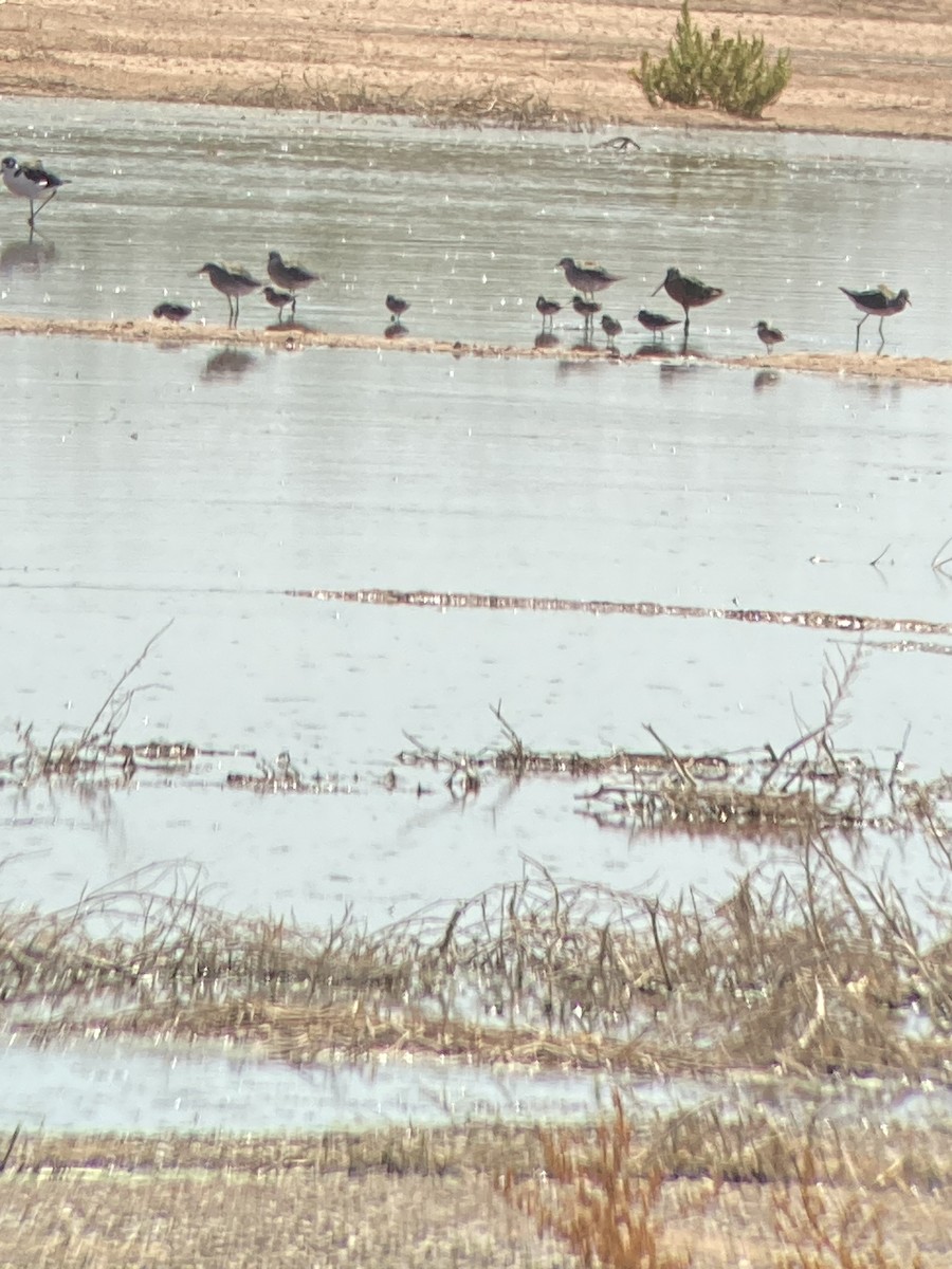 Short-billed Dowitcher - ML609767280