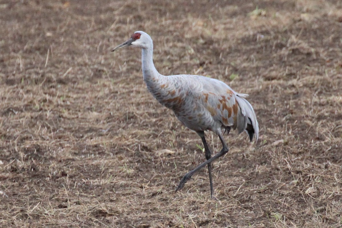 Sandhill Crane - ML609767295