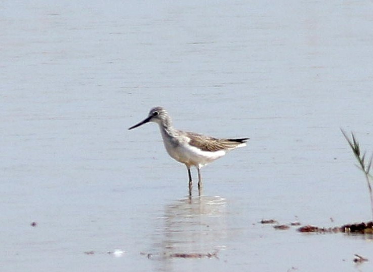 Common Greenshank - Miguel García