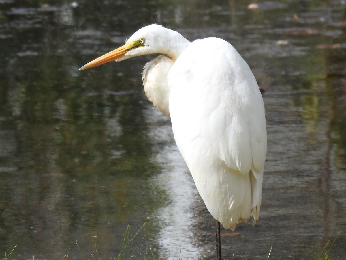 Great Egret - Margaret Lyons