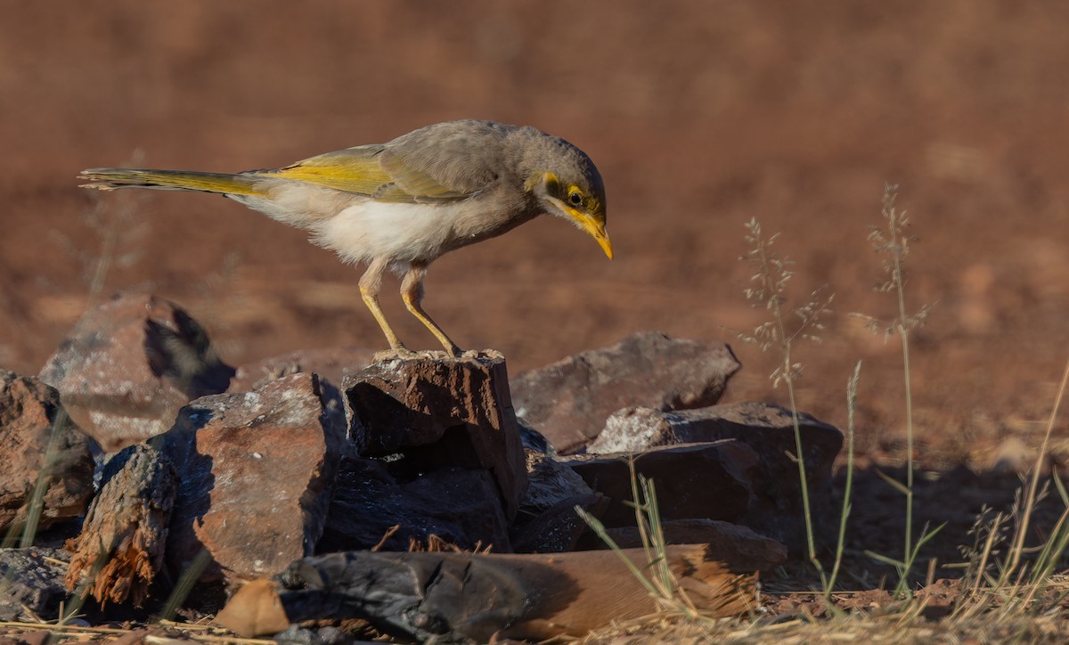 Yellow-throated Miner - ML609767435