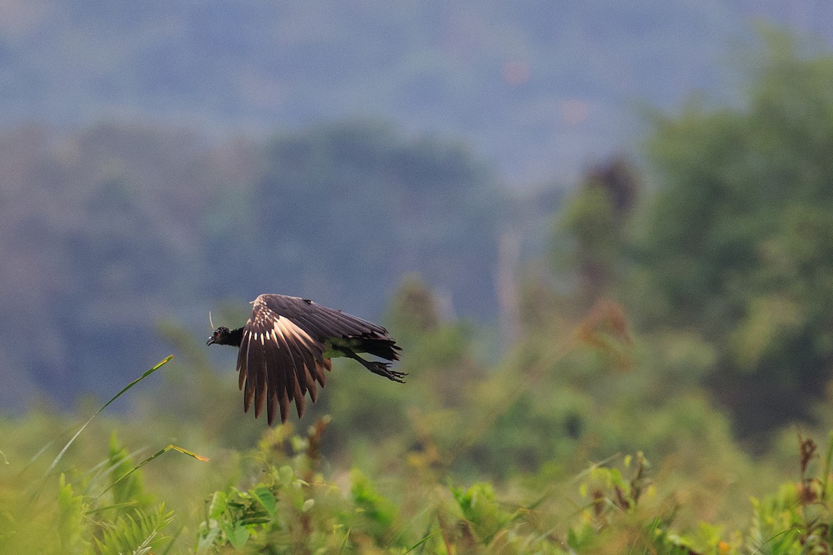 Horned Screamer - Anonymous