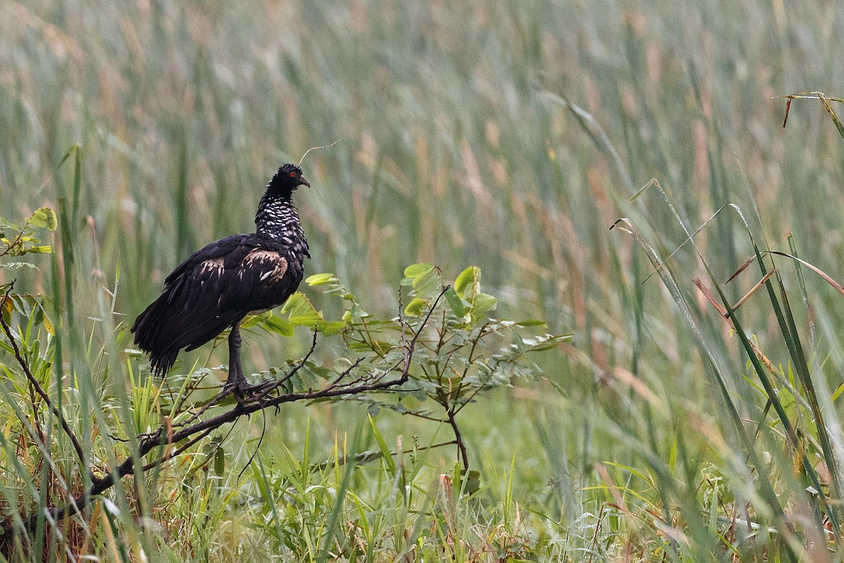 Horned Screamer - Anonymous