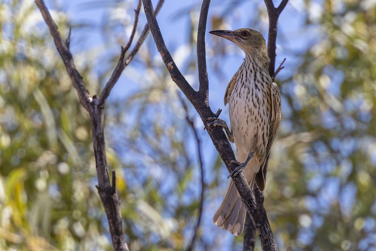 Olive-backed Oriole - ML609767486