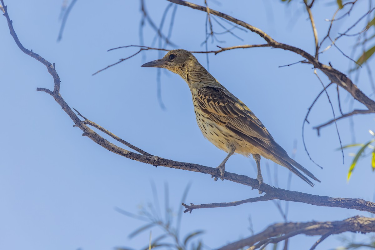 Olive-backed Oriole - ML609767487