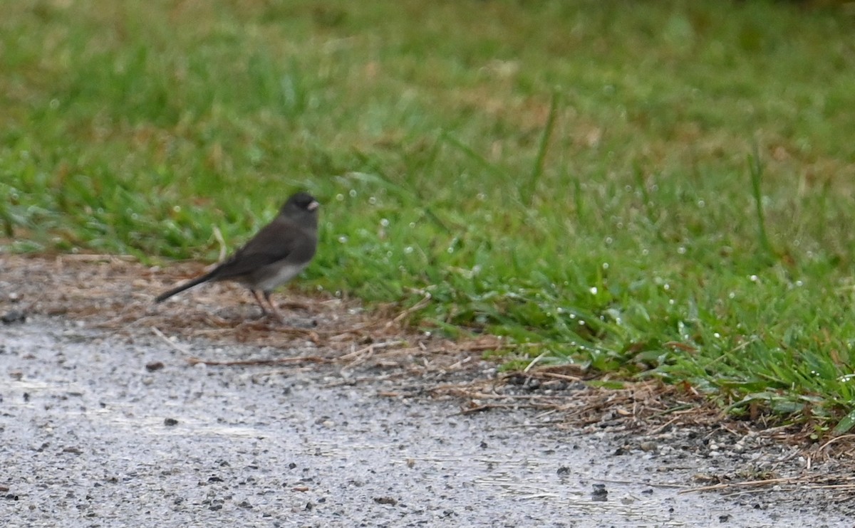 Junco ardoisé (hyemalis/carolinensis) - ML609767516