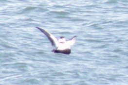 Common Eider (Dresser's) - ML609767609