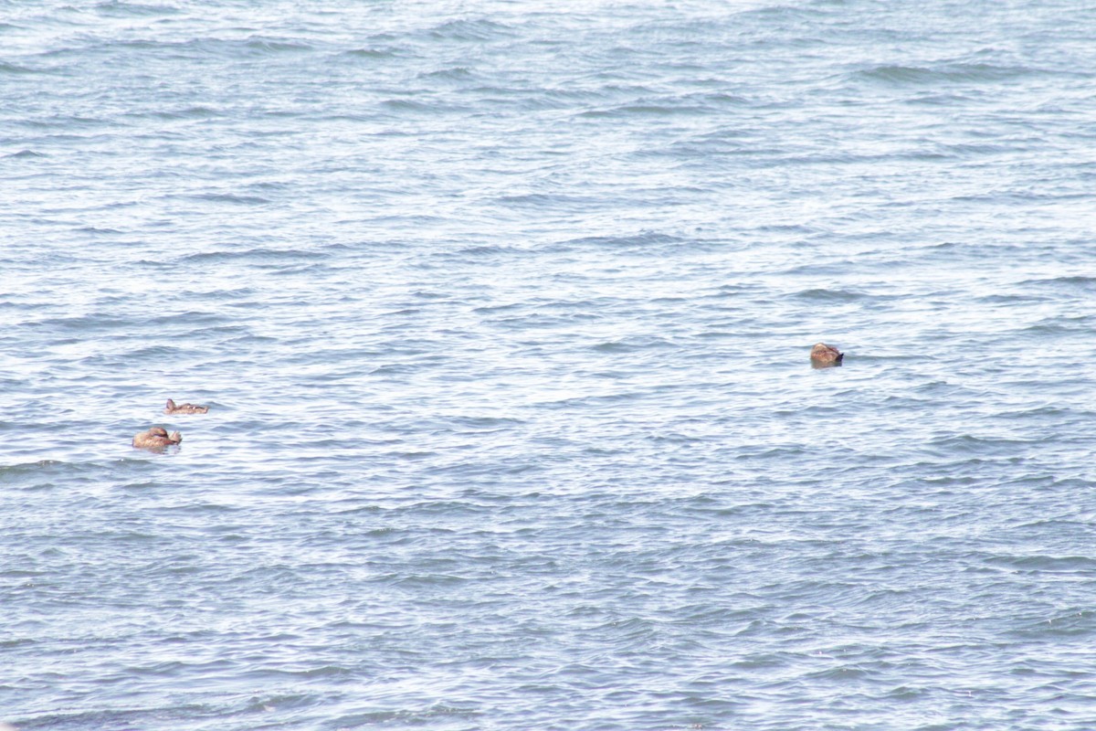 Common Eider (Dresser's) - ML609767610