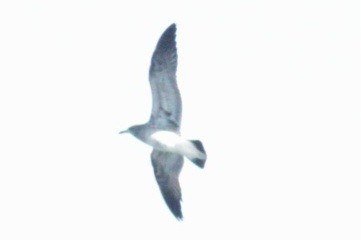 Laughing Gull - ML609767624