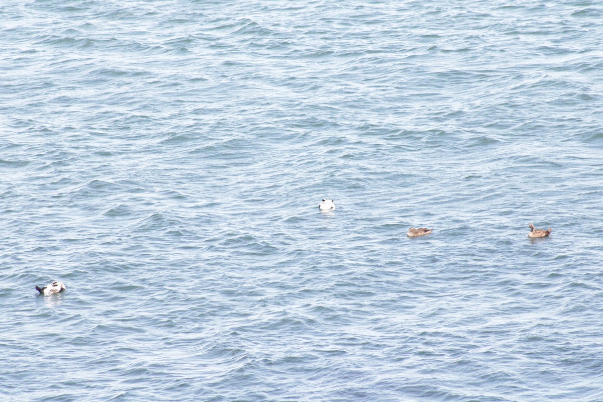 Common Eider (Dresser's) - ML609767634