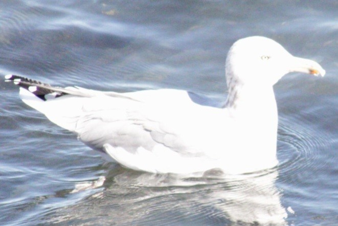 Herring Gull - ML609767645