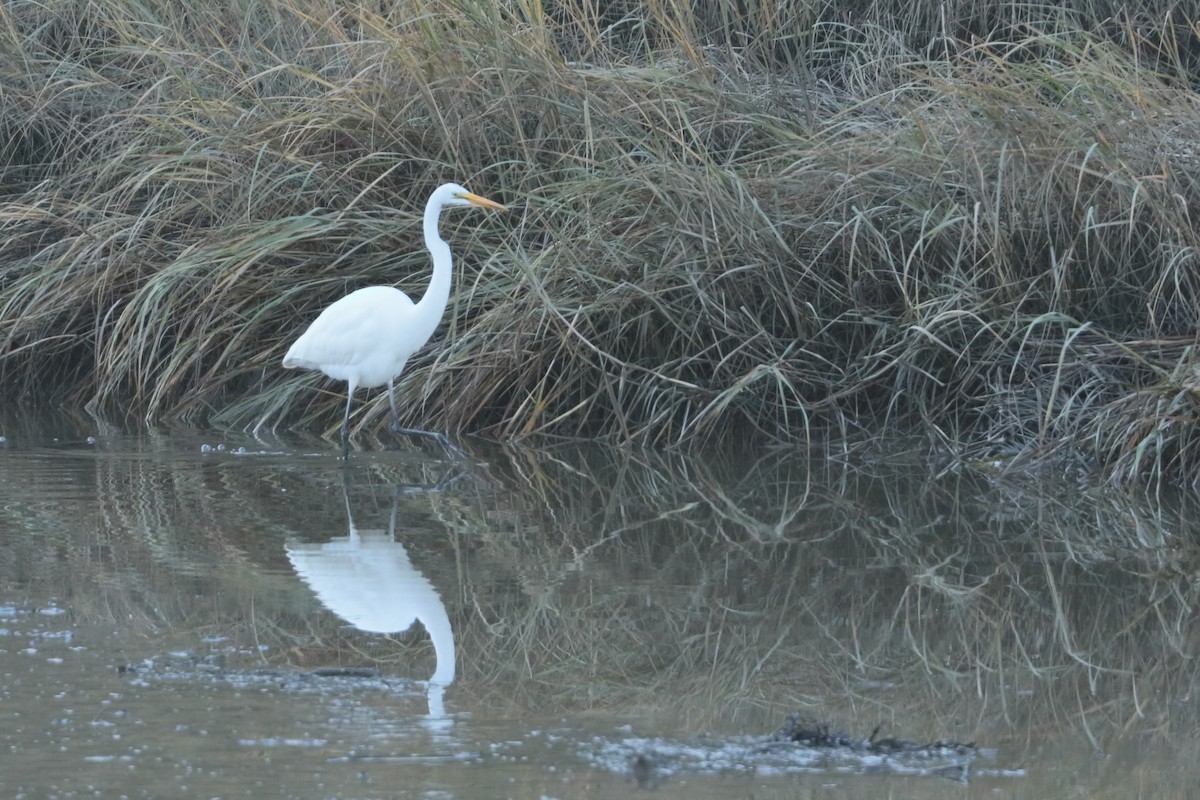 Great Egret - Dominique Berteaux