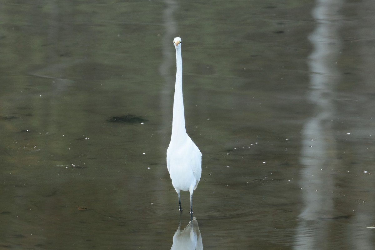 Great Egret - ML609767647