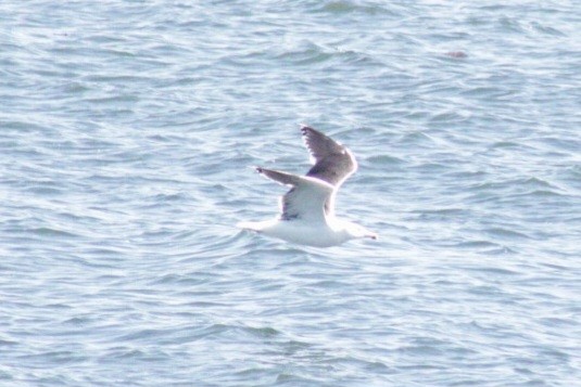 Great Black-backed Gull - ML609767668