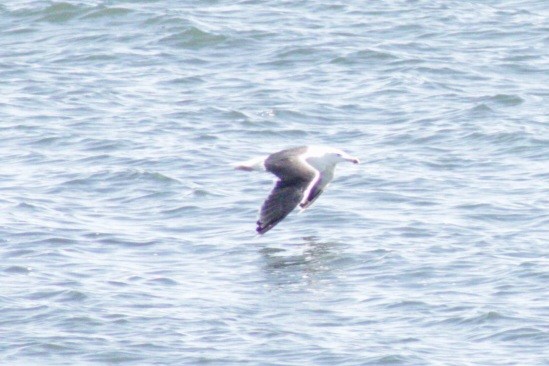 Great Black-backed Gull - ML609767669