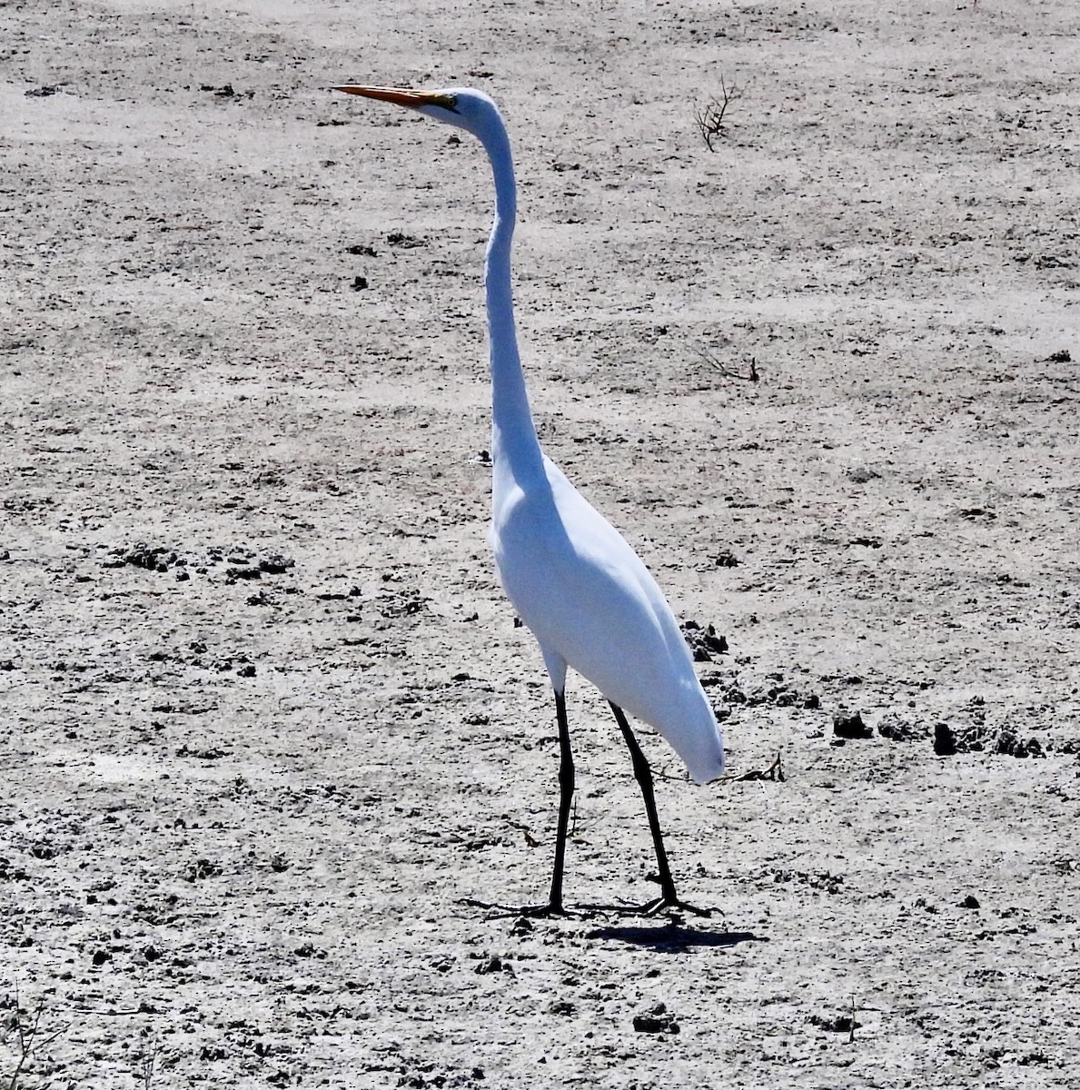 Большая белая цапля (egretta) - ML609767724