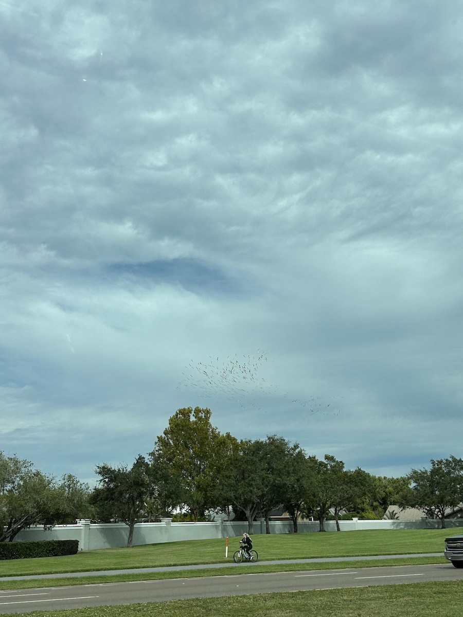 pelikán severoamerický - ML609767772