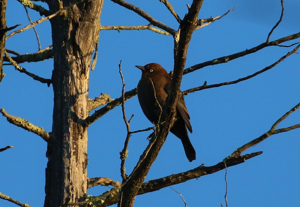 Rusty Blackbird - ML609767800