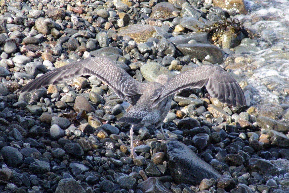 Herring Gull - ML609767878