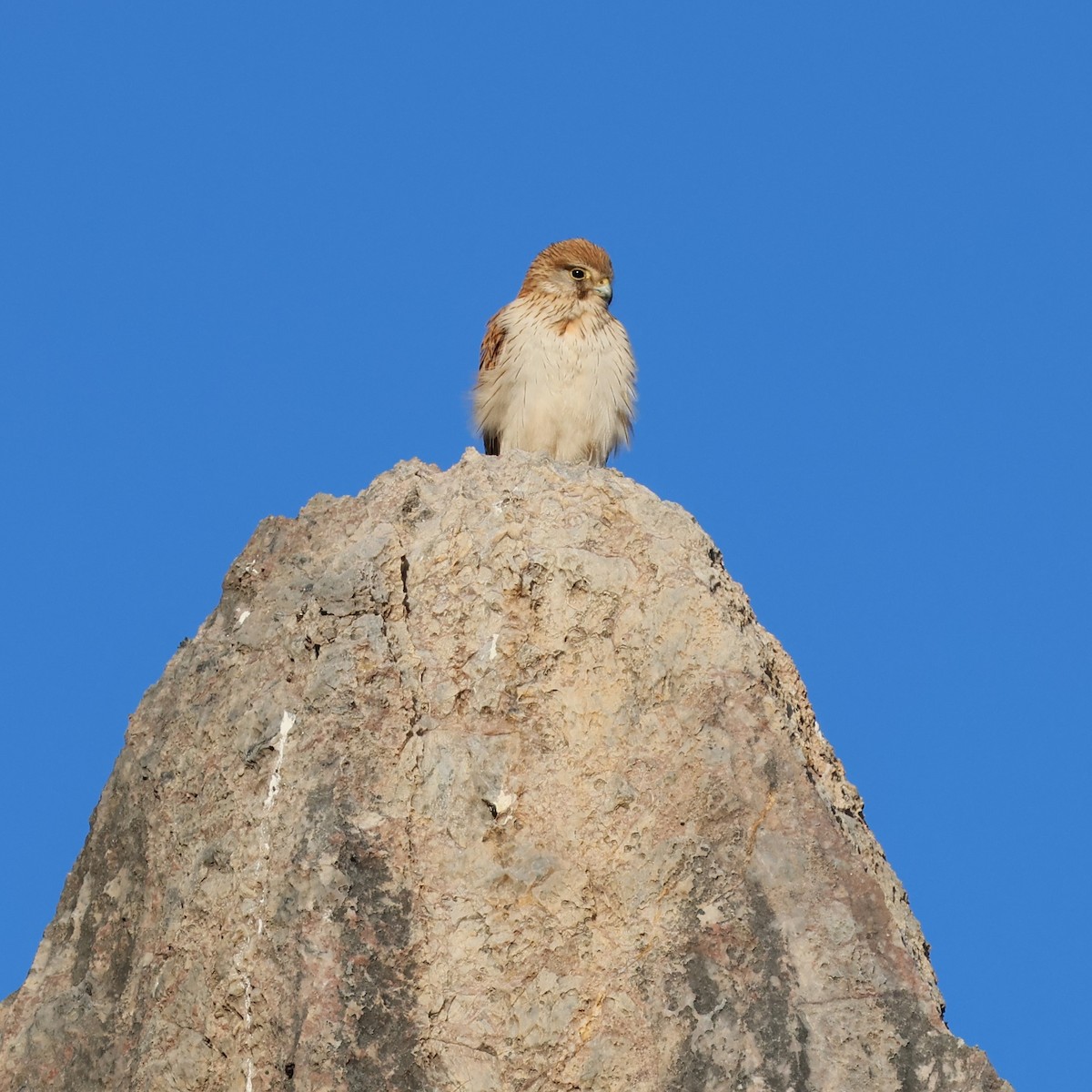 Nankeen Kestrel - ML609767955