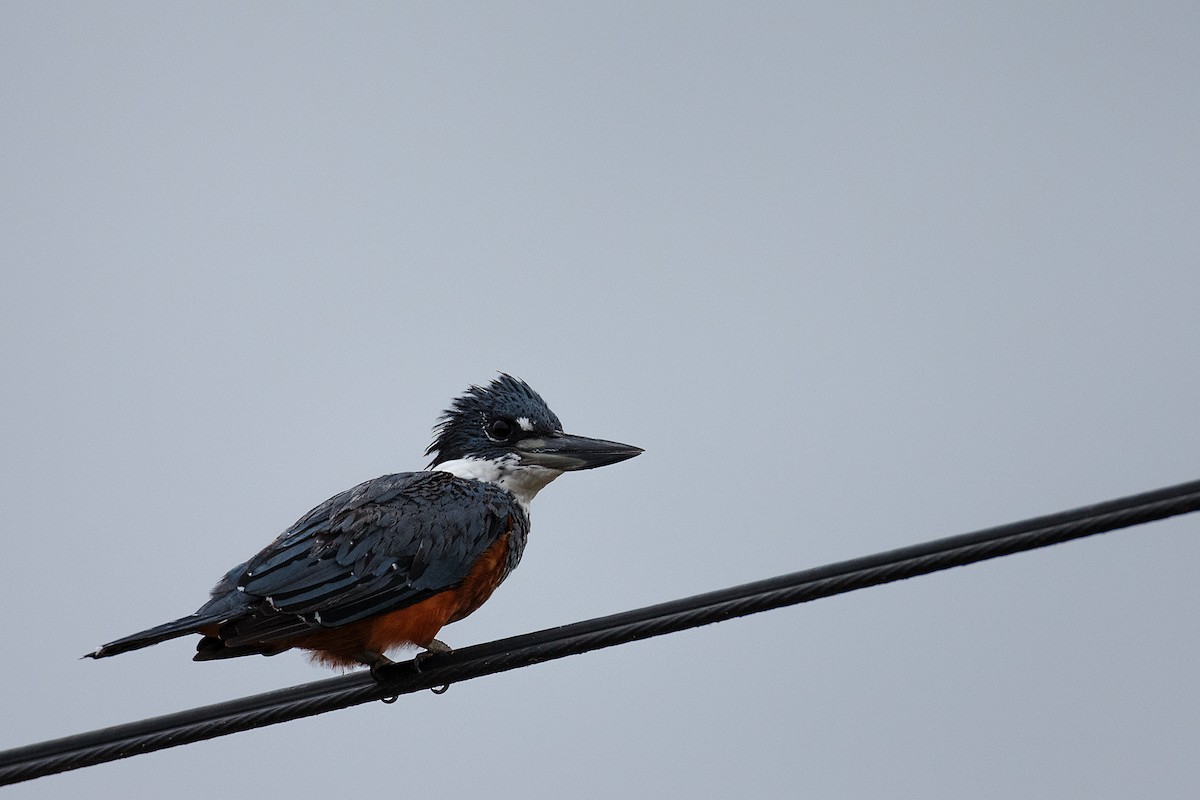 Ringed Kingfisher - Anonymous