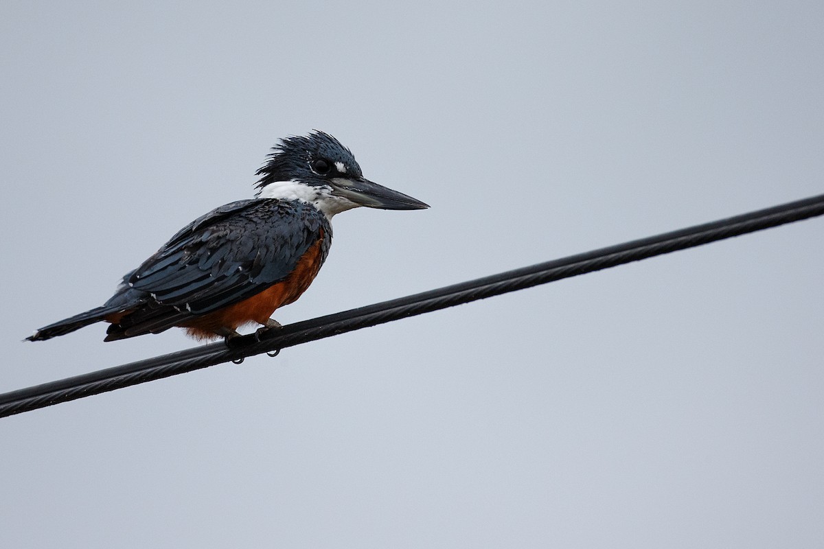 Ringed Kingfisher - Anonymous