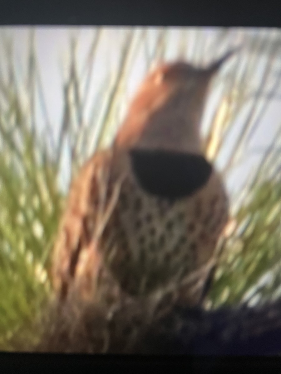 Northern Flicker - ML609767981