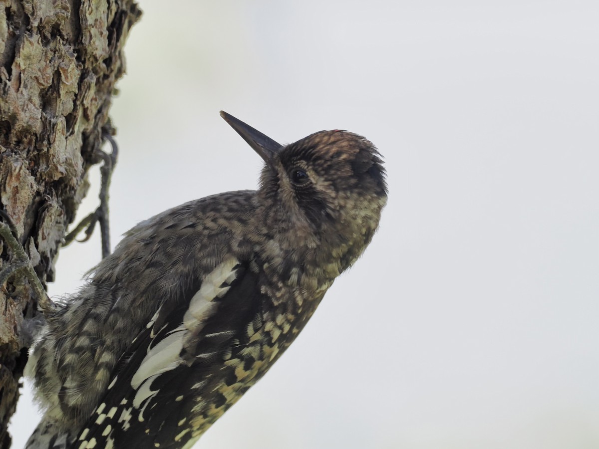 Yellow-bellied Sapsucker - ML609768000