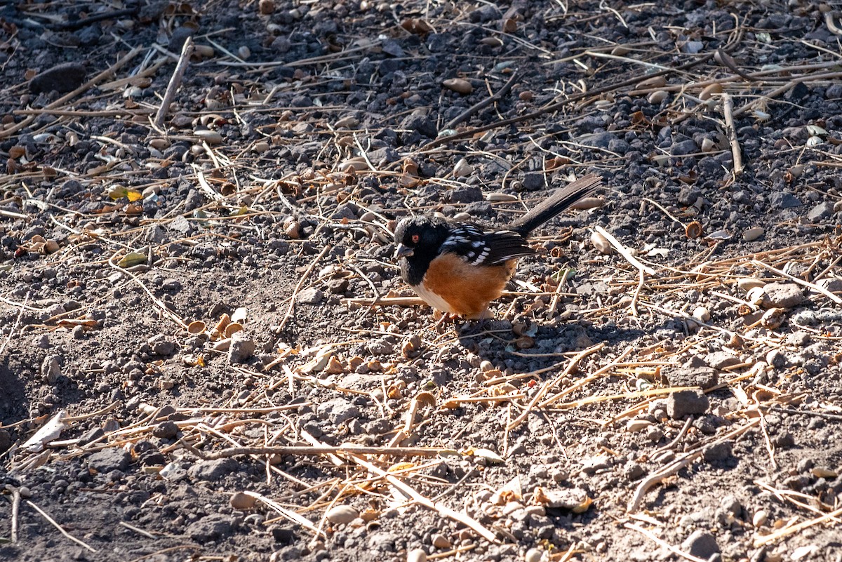 Spotted Towhee - ML609768003