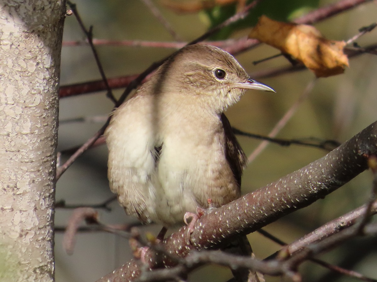 Northern House Wren - ML609768090