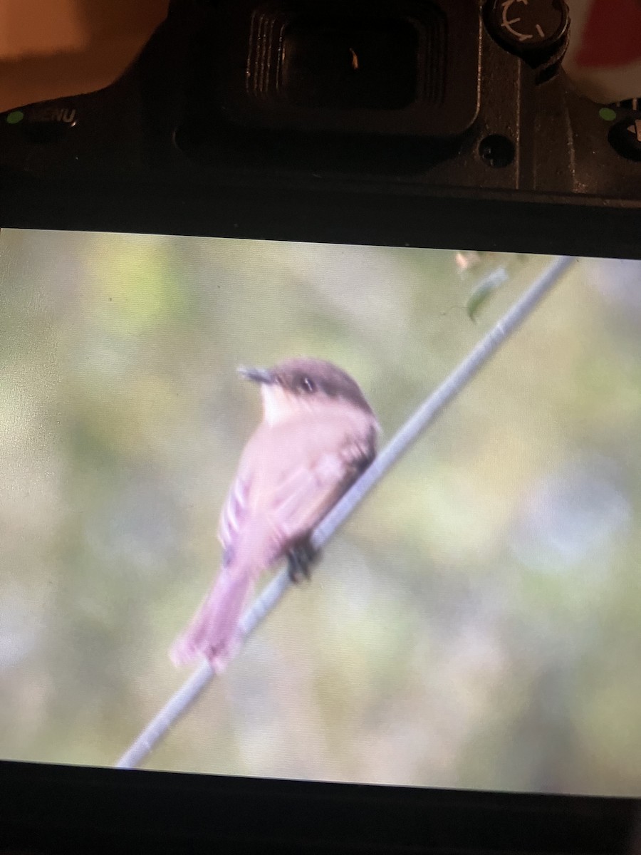 Eastern Phoebe - ML609768124