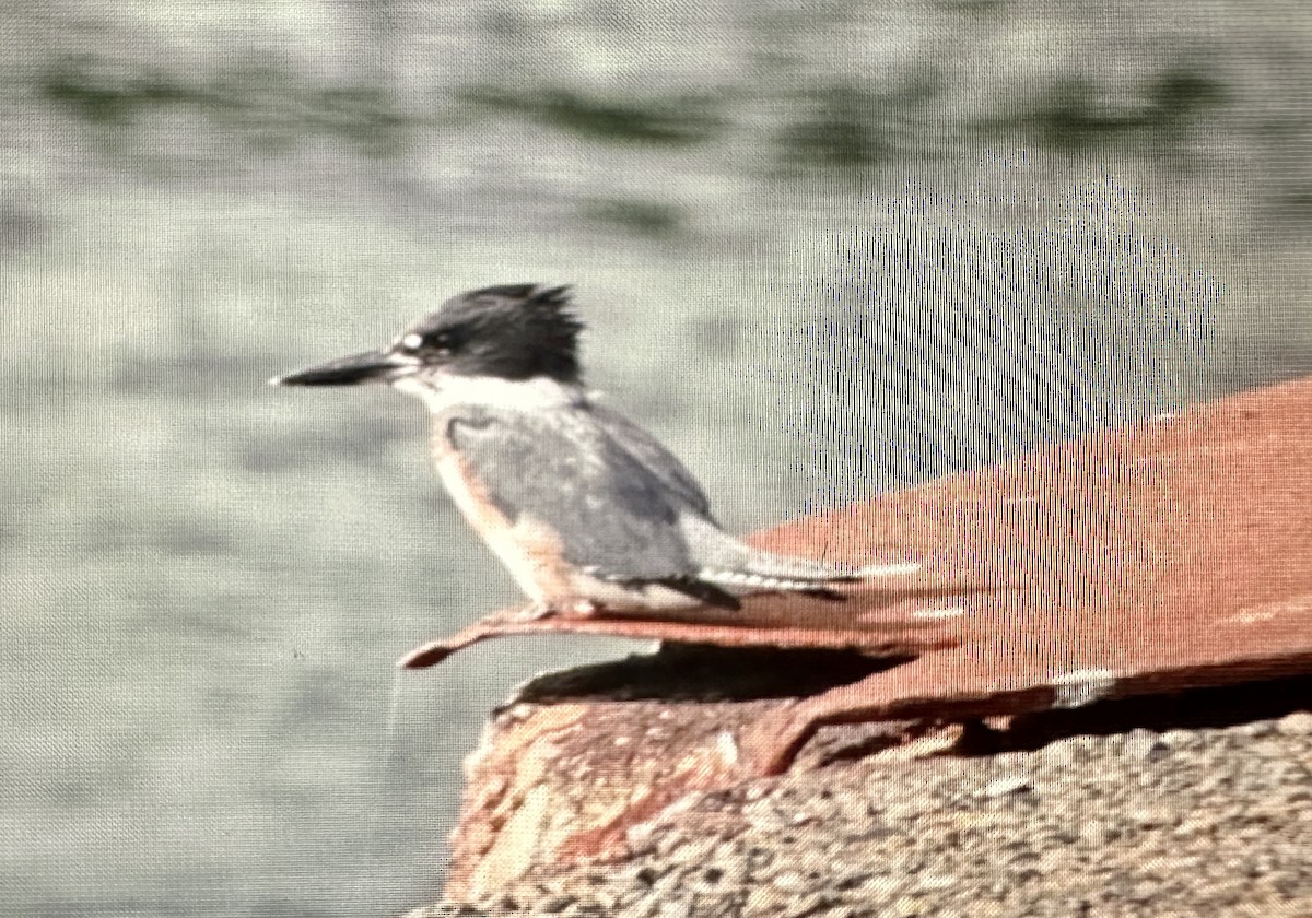 Belted Kingfisher - ML609768143