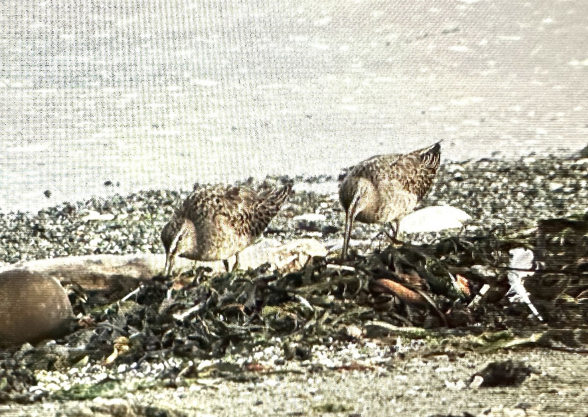 Short-billed Dowitcher - ML609768162