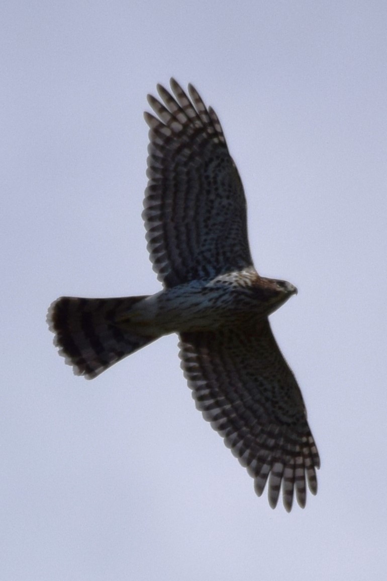 Cooper's Hawk - ML609768193