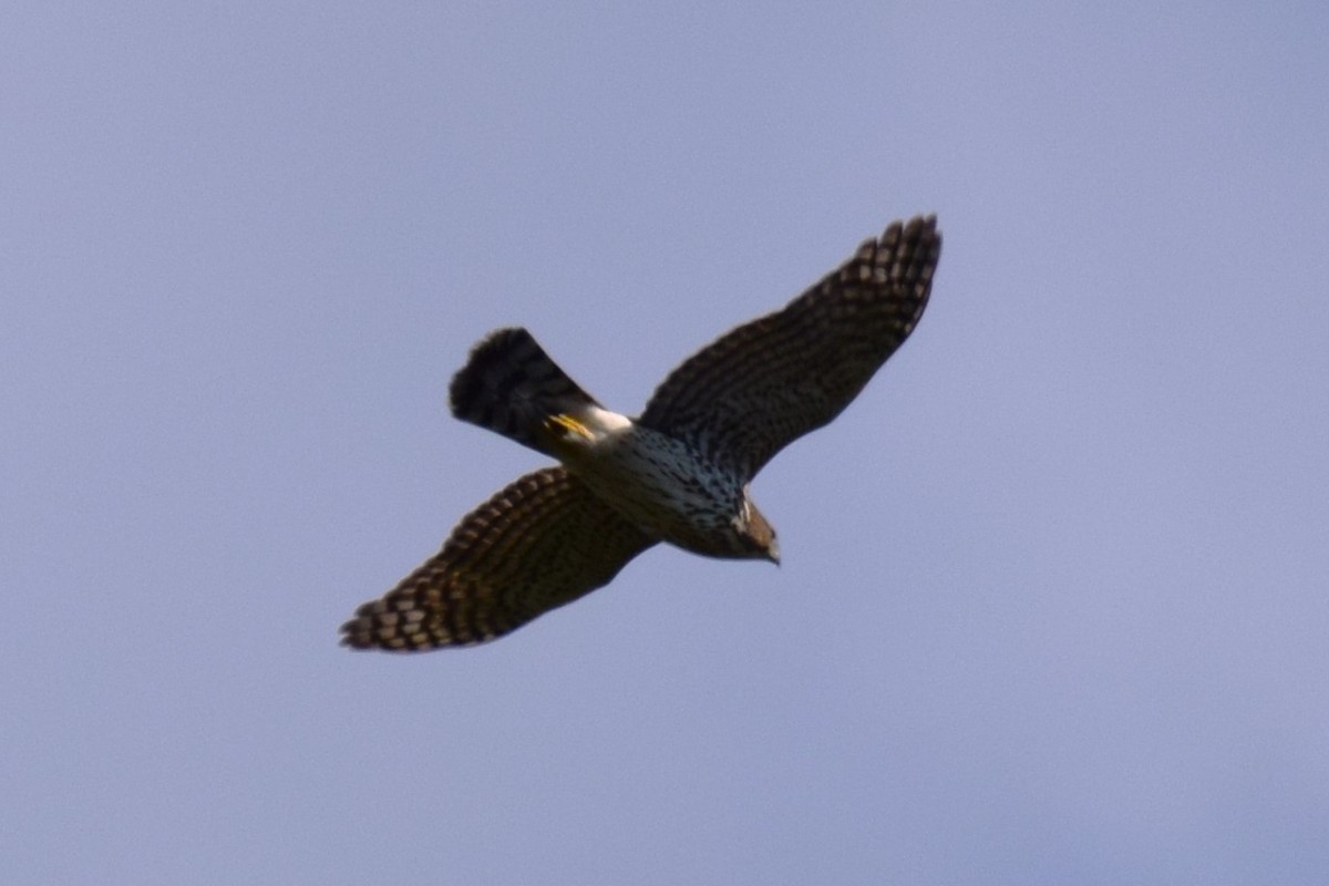 Cooper's Hawk - Karin Sparrow