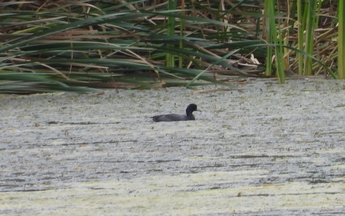 American Coot - ML609768265