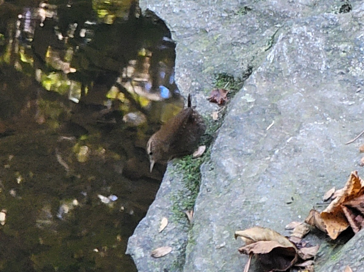 Troglodyte des forêts - ML609768266