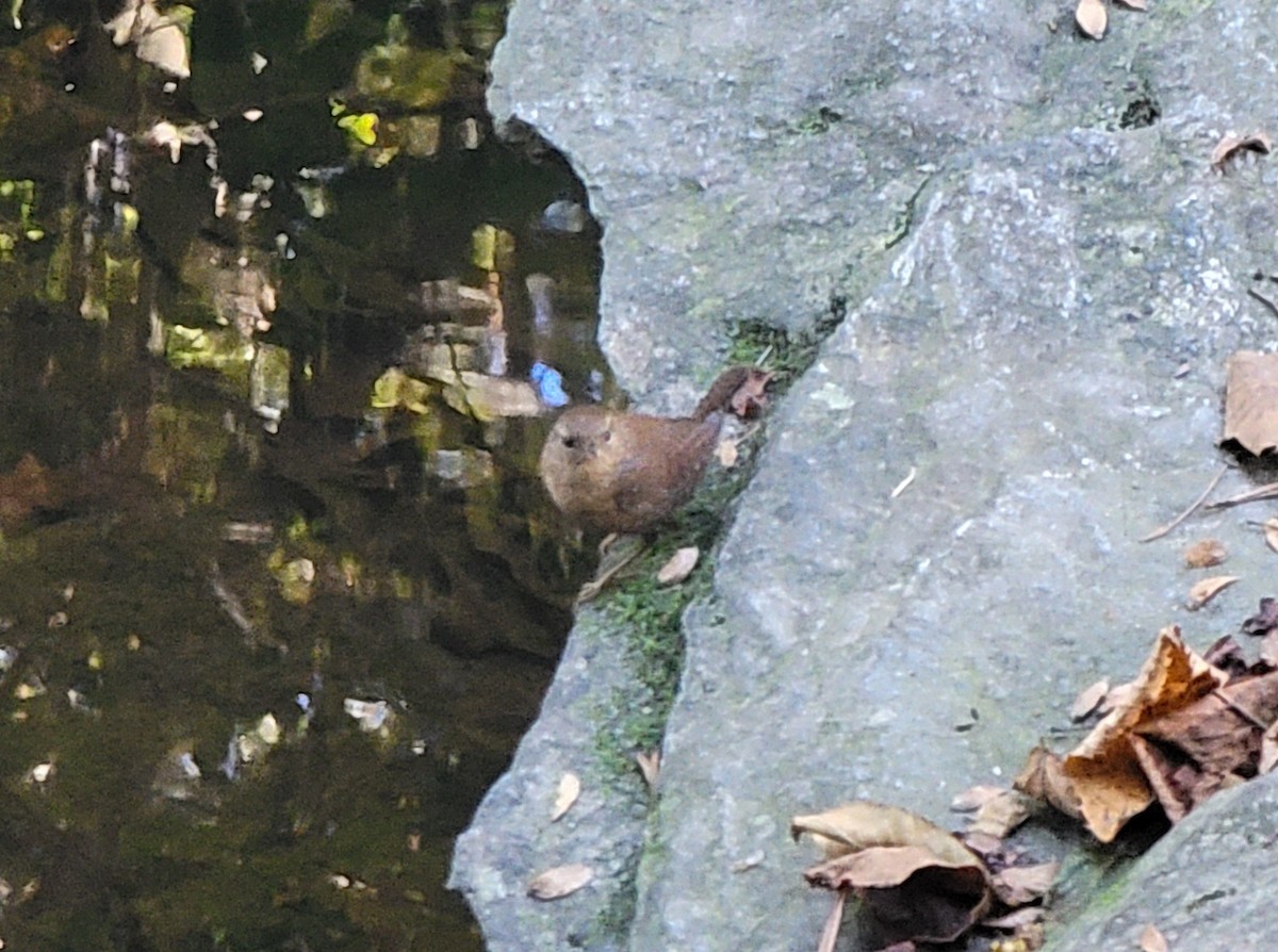 Winter Wren - ML609768267