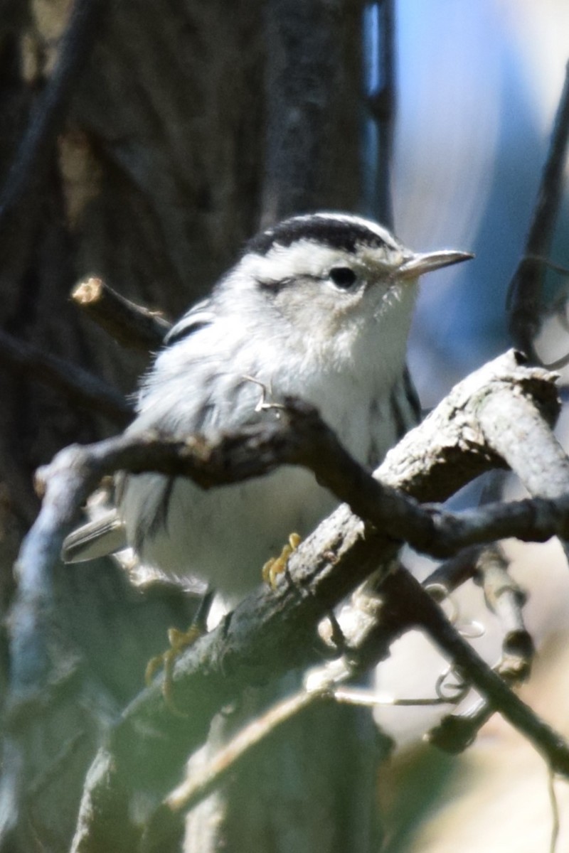 Black-and-white Warbler - Karin Sparrow