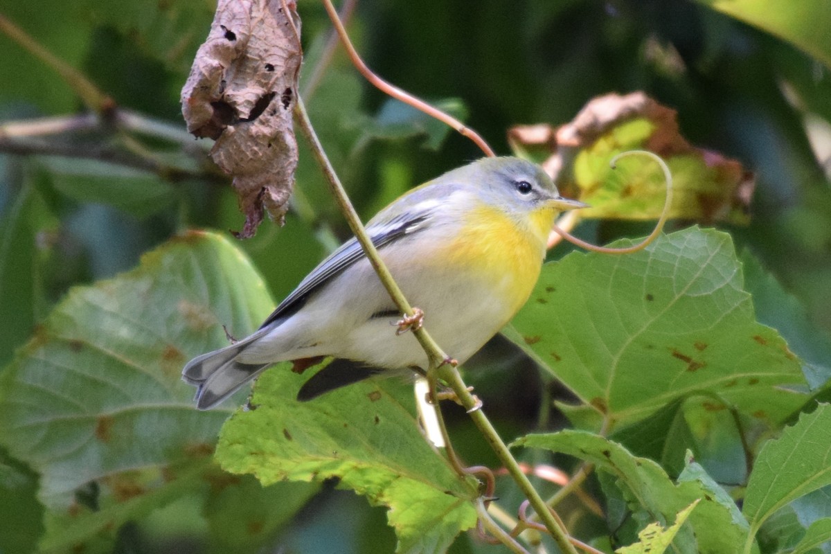 Northern Parula - ML609768310