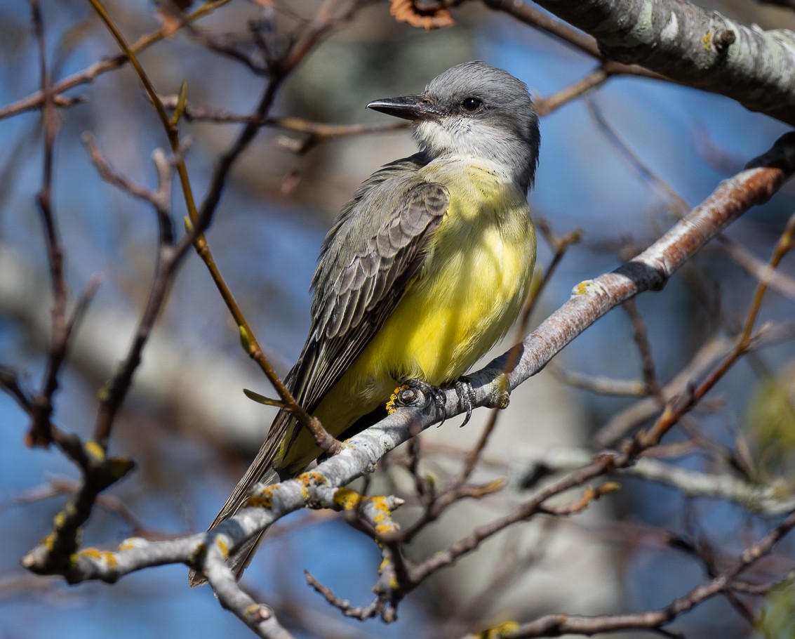 Tropical Kingbird - ML609768526