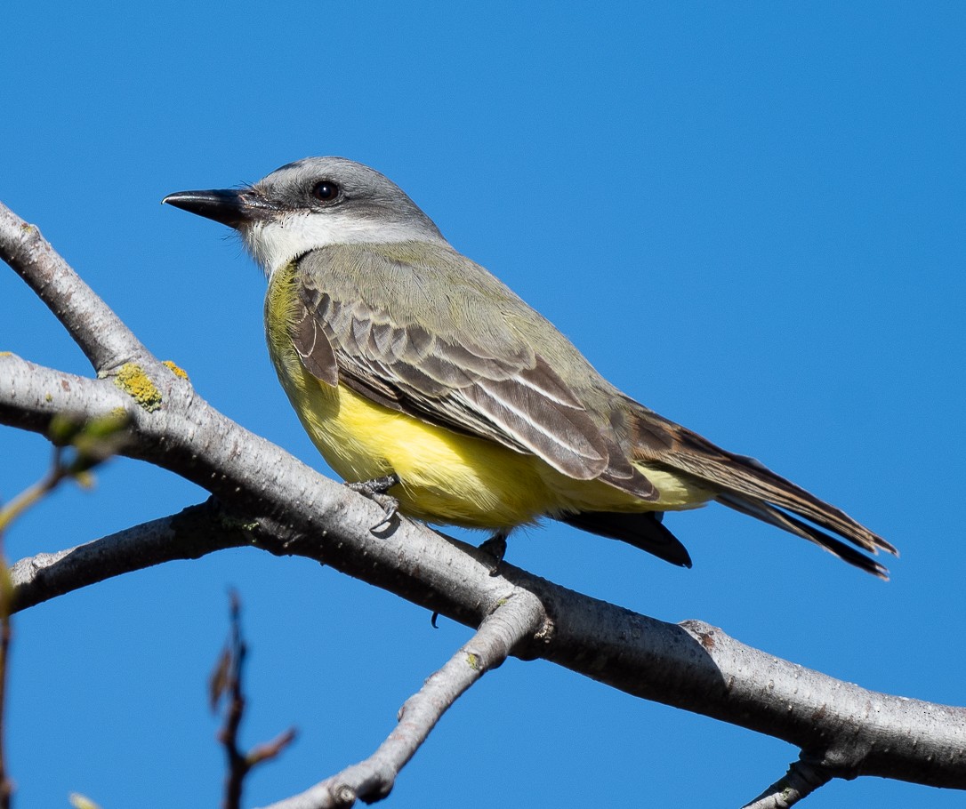 Tropical Kingbird - ML609768527
