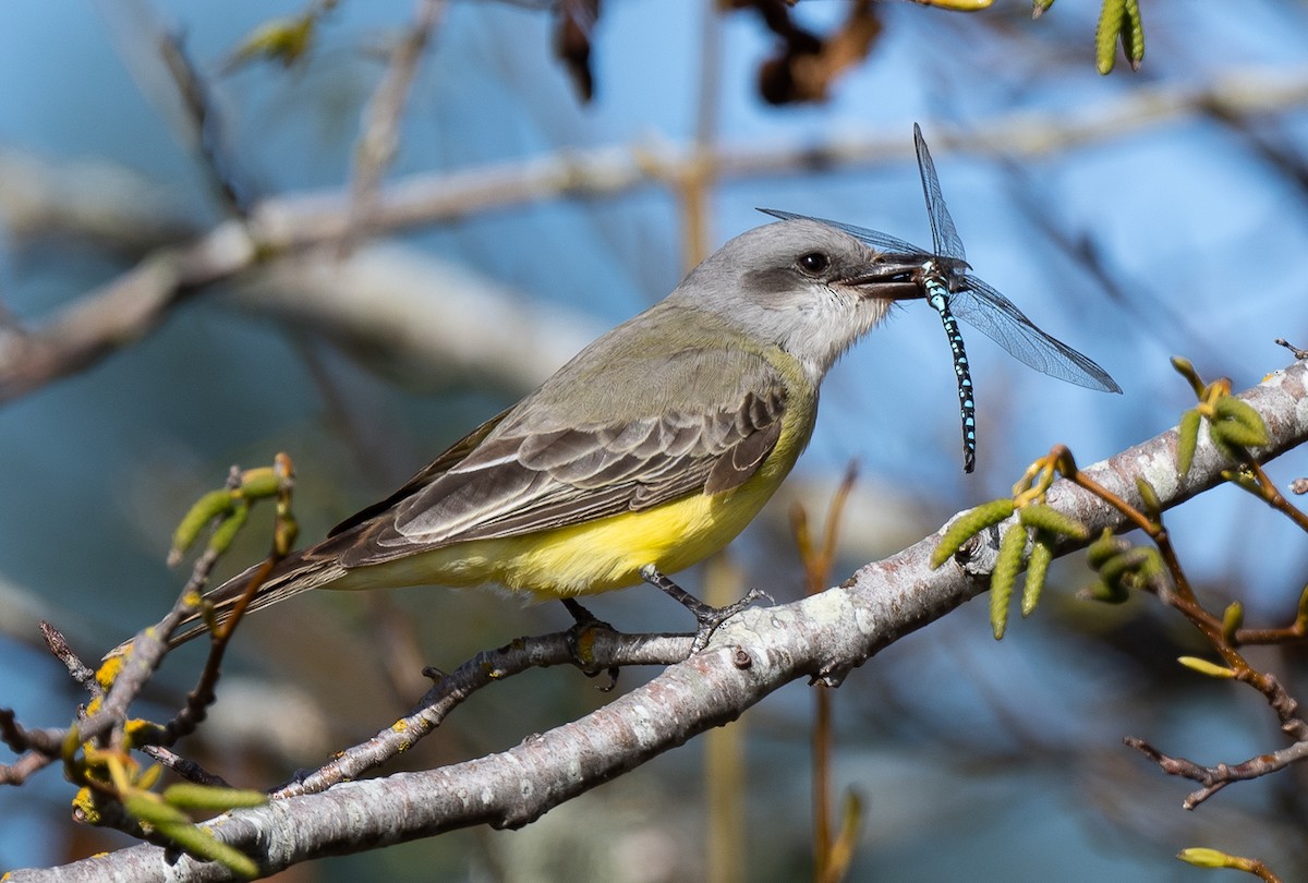 Tropical Kingbird - ML609768528