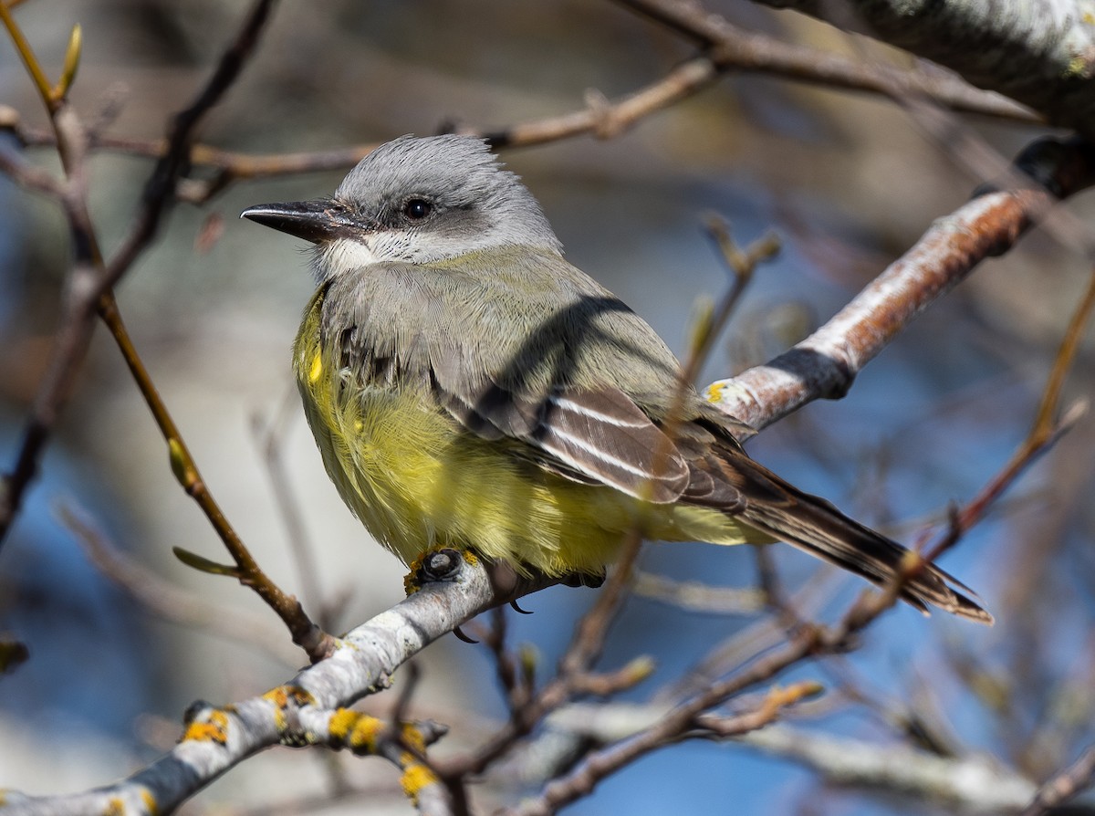 Tropical Kingbird - ML609768530