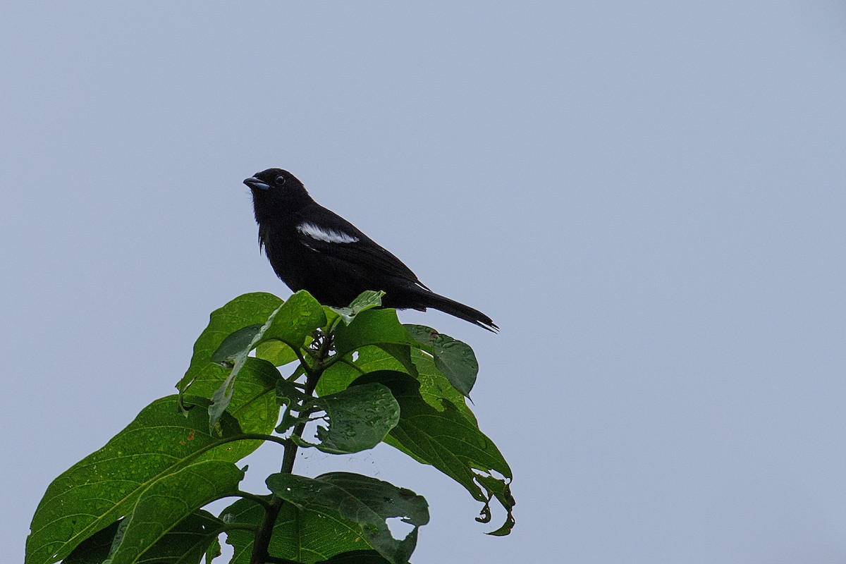 White-shouldered Tanager - Anonymous